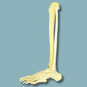 modèle anatomique de pied