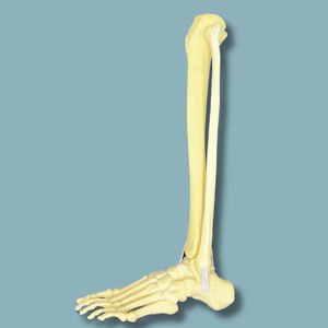 modèle anatomique de pied