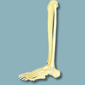modèle anatomique de pied