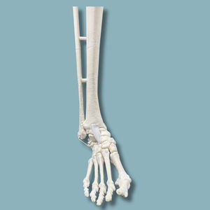 modèle anatomique de tibia