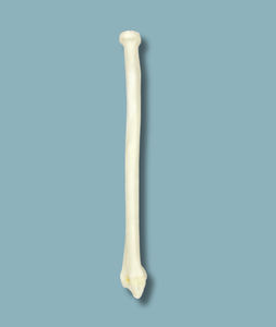 modèle anatomique de radius