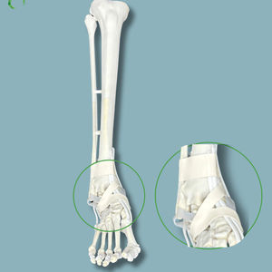 modèle anatomique de tibia