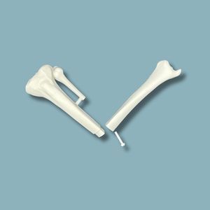 modèle anatomique de tibia