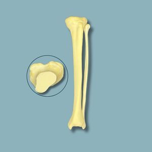 modèle anatomique de tibia