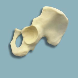 modèle anatomique d'hémi-pelvis