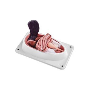 simulateur de stérilisation canine