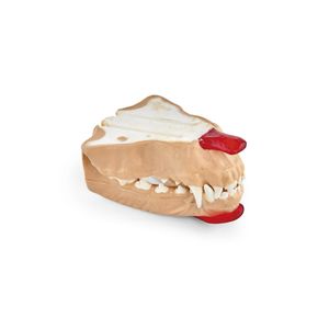 modèle anatomique de mandibule