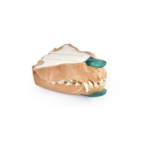 modèle anatomique de dents