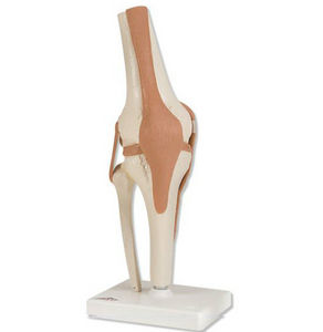 modèle anatomique articulation