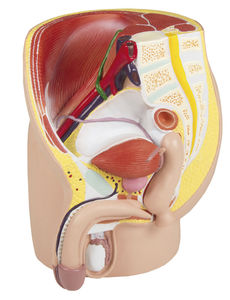 modèle anatomique de rectum