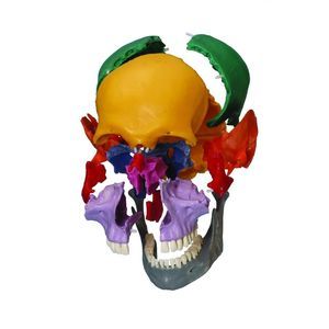 modèle anatomique de crâne