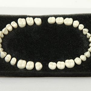 modèle anatomique de dents / d'enseignement