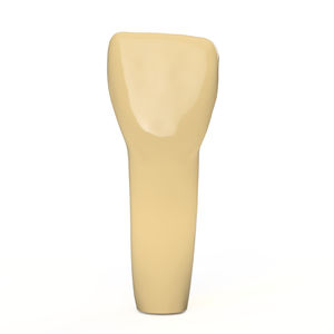 modèle anatomique de dents / d'enseignement