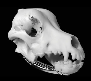 modèle anatomique de tête