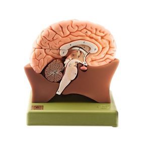 modèle anatomique de cerveau