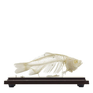 modèle anatomique de squelette