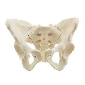 modèle anatomique de pelvis