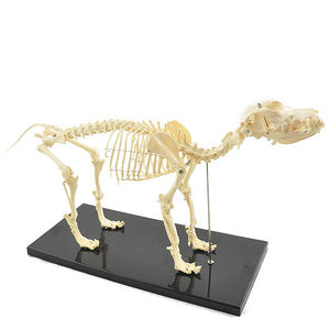 modèle anatomique de squelette