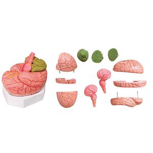 modèle anatomique cerveau / d'enseignement