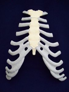 modèle anatomique de sternum