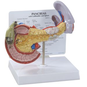 modèle anatomique de pancréas