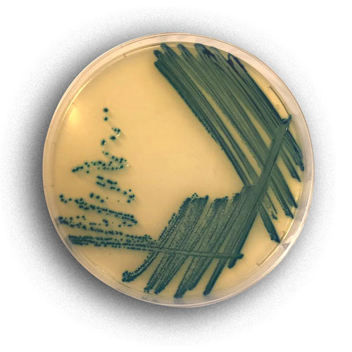Milieu réactionnel - 02017 - RTA Laboratories - pour isolement bactérien / pour colorimétrie / Escherichia coli