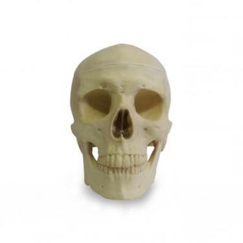 Modèle anatomique de crâne - 9006 - Nacional Ossos - chirurgical / en polyuréthane / articulé