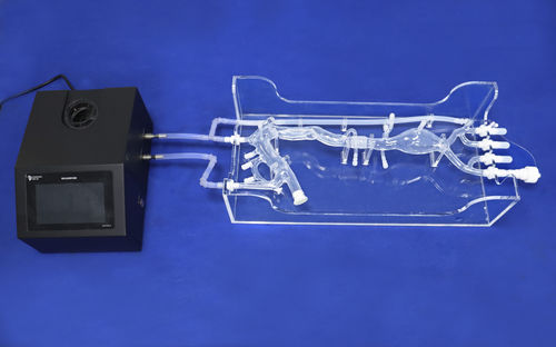 modèle vasculaire de vaisseaux sanguins - Trando 3D Medical Technology