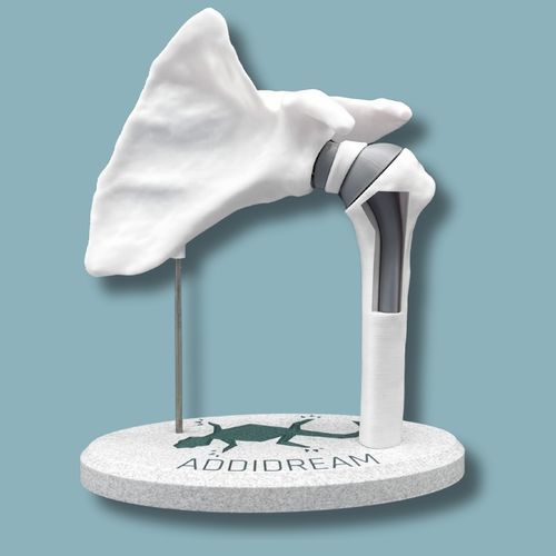Modèle anatomique d'épaule - 17-S-02-11 - ADDIDREAM - d'humérus / de démonstration / en plastique