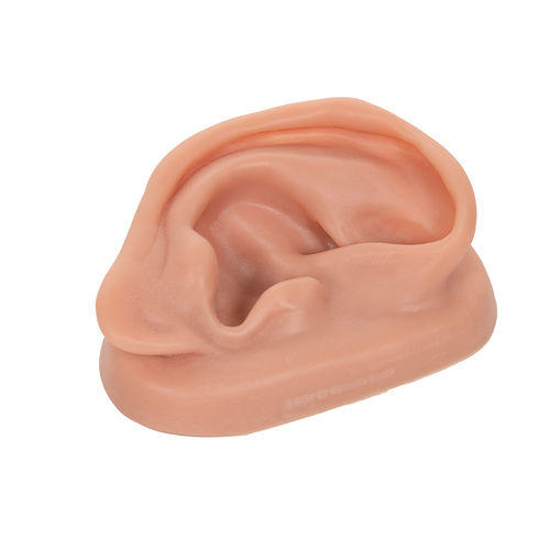 Modèle anatomique d'oreille - N15/1R - 3B Scientific - d'acupuncture