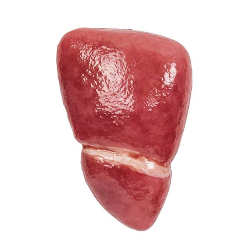 Modèle anatomique de foie - 1025971 - 3B Scientific - rose