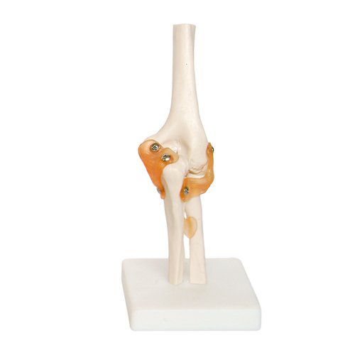 Modèle anatomique de coude - EDC210 - EMS Physio - en plastique / flexible