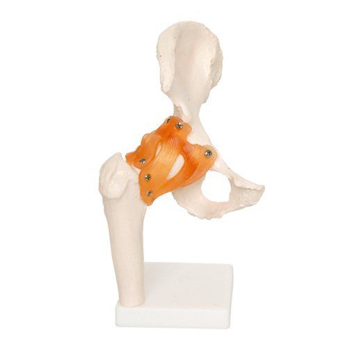 Modèle anatomique de hanche - EDC208 - EMS Physio - en plastique / flexible