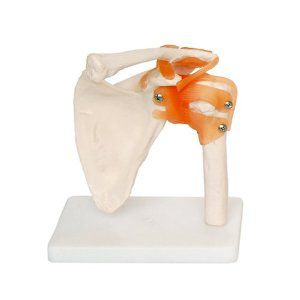 Modèle anatomique d'épaule - EDC207 - EMS Physio - flexible