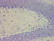 kit de réactifs hématoxyline de Mayer / pour la recherche / pour histologie / d'acide acétique