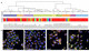 logiciel médical / d'analyse / d'analyse d'image / de gestion