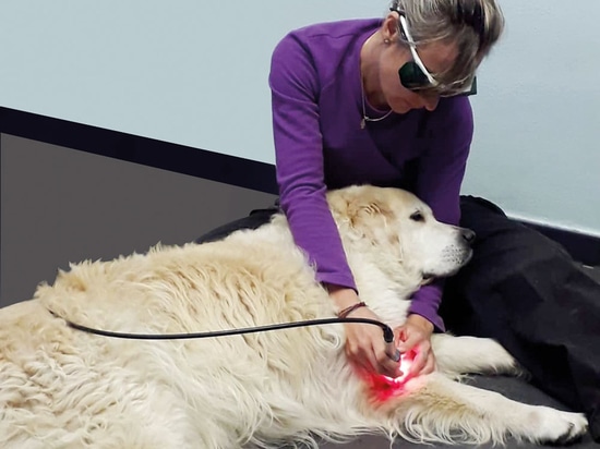 Thérapie au laser sur un chien