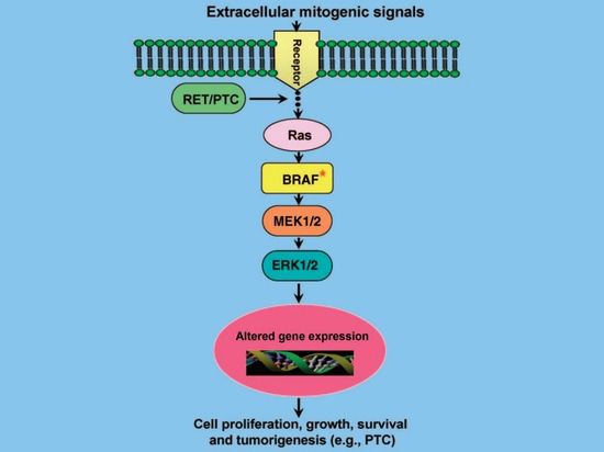 La relation entre le cancer de la thyroïde et le gène BRAF