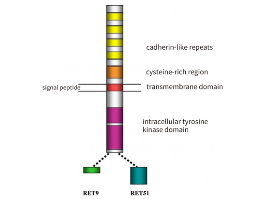 Les liens entre le cancer de la thyroïde et le gène RET