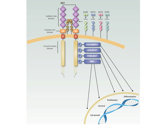 Les liens entre le cancer de la thyroïde et le gène RET