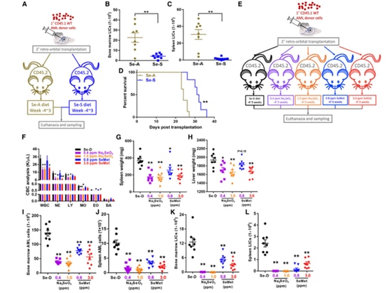 Figure 1. La supplémentation en Se améliore l'issue de la LMA