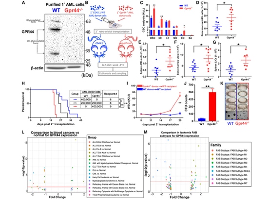 Figure 4. L'absence de GPR44 dans les cellules de la LAM entraîne une maladie agressive