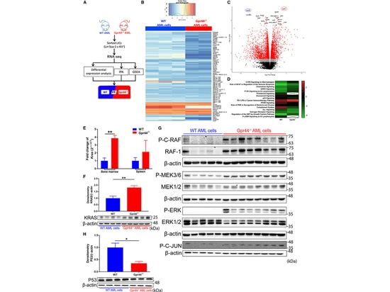 Figure 5. L'absence de GPR44 active la signalisation KRAS-MAPK dans les cellules de la LAM