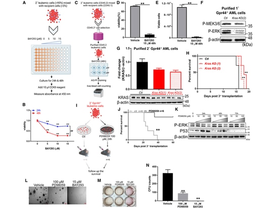 Figure 6. L'inhibition de la signalisation KRAS/MAPK inverse l'effet associé au GPR44 KO dans la LAM