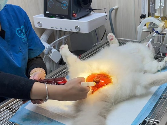 Dispositif laser de haute puissance pour animaux