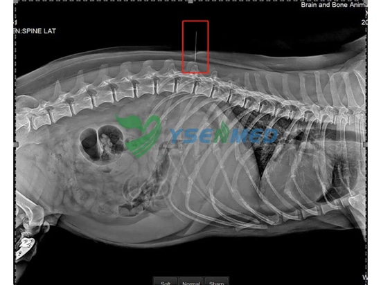 Images de bonne qualité par le système YSDR-VET320 DR, veuillez les vétérinaires thaïlandais.