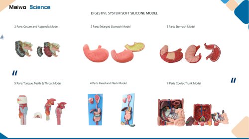 Digestive system soft silicone anatomy model