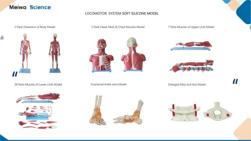 Locomotor system soft silicone anatomy model