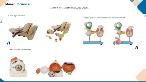 Sensory system soft silicone anatomy model