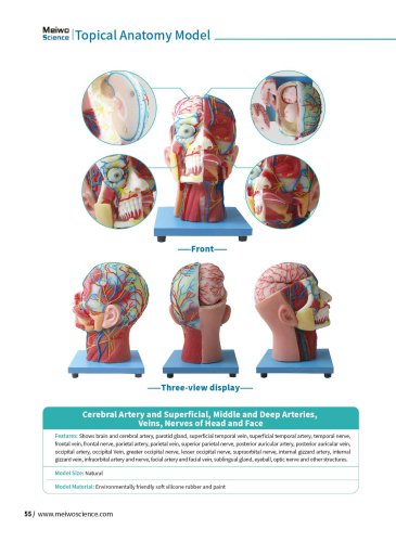 Topical Anatomy Models  TA 06,TA 07,TA 01